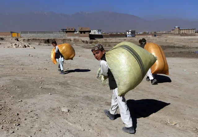 Boys carry sacks of animal feed on their backs on the outskirts of Kabul November 14, 2012. (Photo by Mohammad Ismail/Reuters)