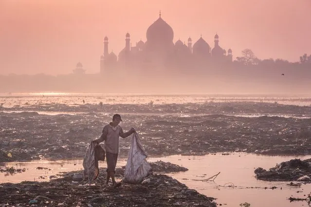 Behind the Taj Mahal, India, by Mustafa AbdulHadi. The early morning silhouette of Taj forms a backdrop to a garbage-strewn bank of the Yamuna river in Agra where a man scans the rubbish for valuables. (Photo by Mustafa AbdulHadi/2016 Atkins CIWEM Environmental Photographer of the Year)