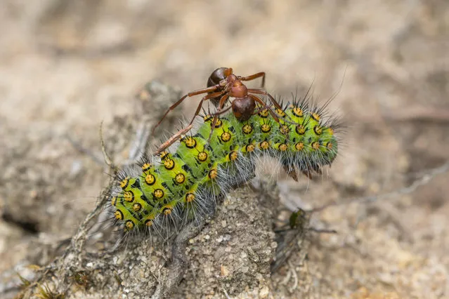 An emperor moth caterpillar being harassed by a wood ant, Hankley Common, Surrey, UK. (Photo by Gillian Pullinger/Alamy Stock Photo)