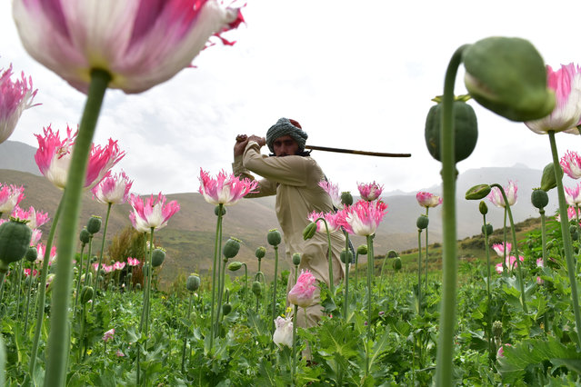 Anti-Narcotics Police of Baghlan starts the operation to destroy drug farms four months ago and this operation is still ongoing in Baghlan, Afghanistan on July 29, 2024. Mullah Mohammad Nabi Kamran, director of anti-narcotics in Baghlan Police Command, says that during the last four months, nearly 6000 acres of poppy fields have been destroyed and this operation will continue until Baghlan Province is completely cleared of drugs. (Photo by Stringer/Anadolu via Getty Images)