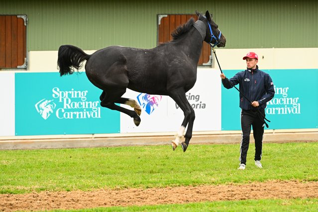 International horse from Brian Ellison stable, Onesmoothoperator is seen enjoying himself after arriving at Werribee International Horse Centre on September 29, 2024 in Melbourne, Australia. (Photo by Vince Caligiuri/Getty Images)