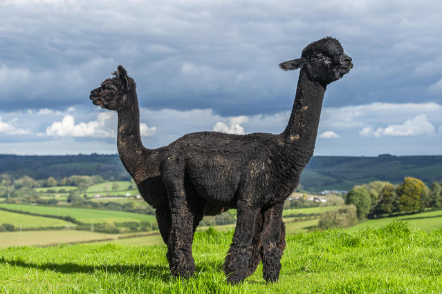 A pair of alpacas at a British farm in Dorchester, Dorset on October 9, 2024 pose together at the perfect time to conjure up a creature straight out of Dr Dolittle's imagination. (Phoot by MaxWillcock/Bournemouth News)