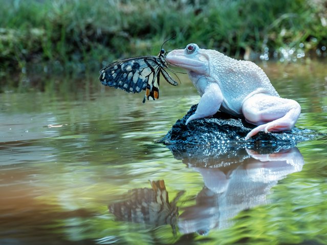 A lime butterfly makes a risky landing on a frog in Jakarta, Indonesia in the second decade of October 2024. (Photo by Dzul Dzulfikri/Animal News Agency)