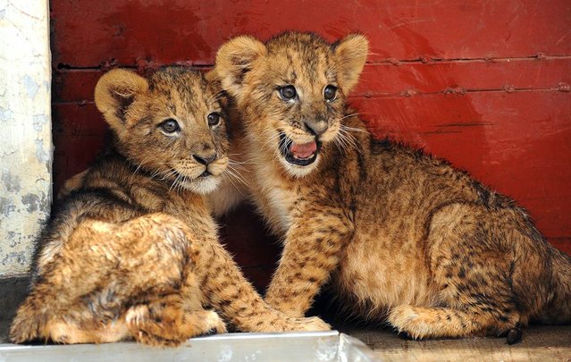 Two-month-old lion cubs are seen on June 7, 2012 in a quarantine room of the Kenya Wildlife Services (KWS) headquarters in Nairobi