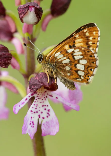 A Duke of Burgundy butterfly, which is back from the brink of extinction, sitting on a lady orchid. (Photo by Iain H. Leach/Butterfly Conservation)