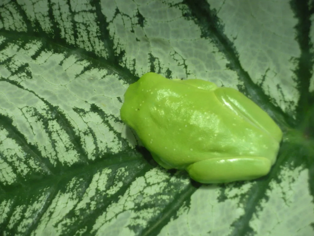 Agalychnis callidryas – The Red-eyed Treefrog