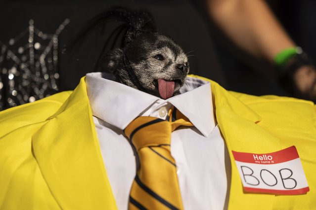 People and their dogs in costume participate in the 34th annual Tompkins Square Halloween Dog Parade, Saturday, October 19, 2024, in New York. (Photo by Yuki Iwamura/AP Photo)