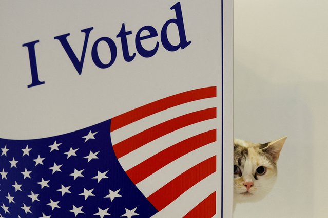 A cat named “Skye” looks on during the 2024 U.S. presidential election on Election Day in Pittsburgh, Pennsylvania on November 5, 2024. (Photo by Quinn Glabicki/Reuters)