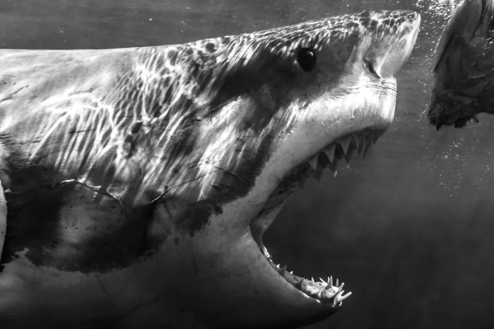 Shark Photos by Todd Bretl