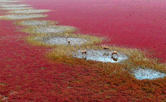 Deer forage in the Tiaozini Wetland in Yancheng, China, on Wednesday, October 16, 2024. (Photo by VCG/Getty Images)