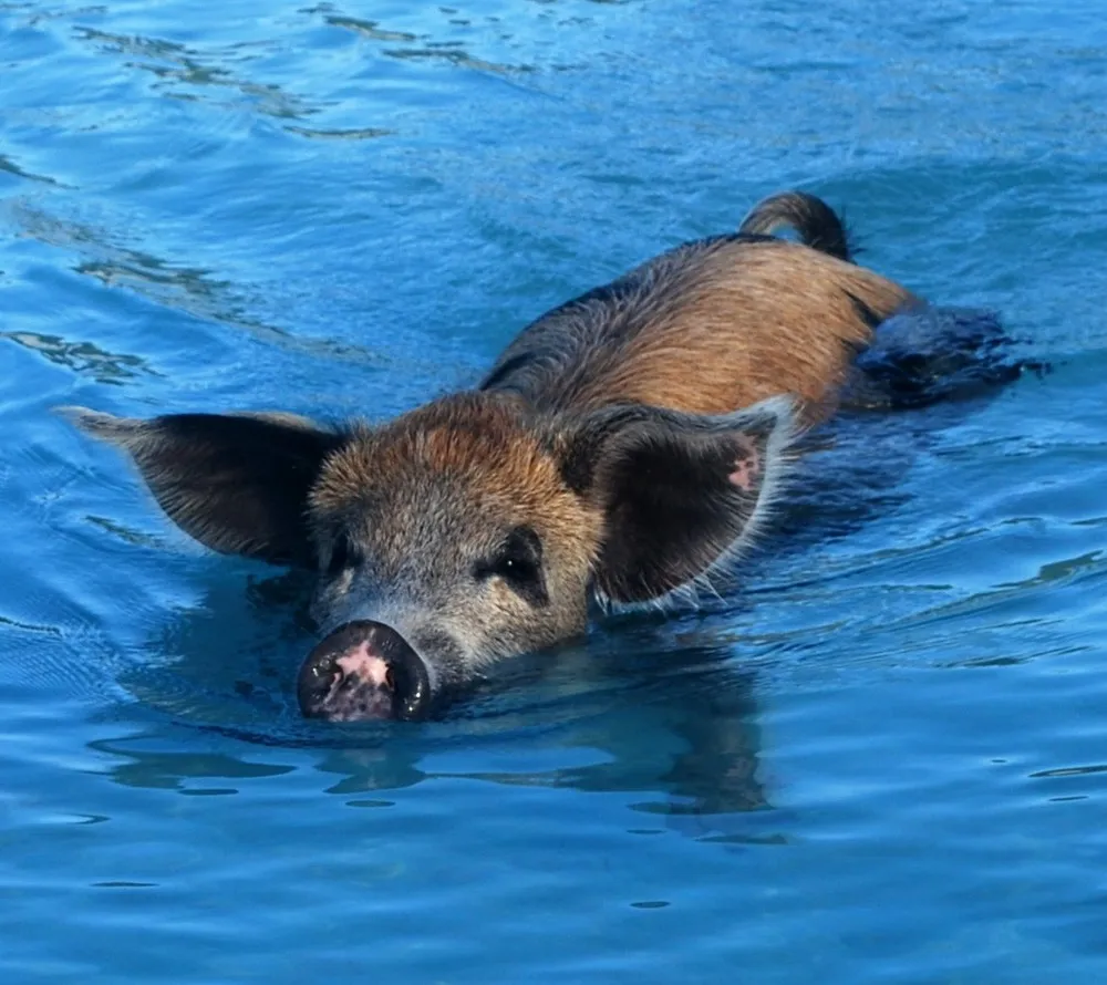 Swimming Pig off the Island of Big Major Cay
