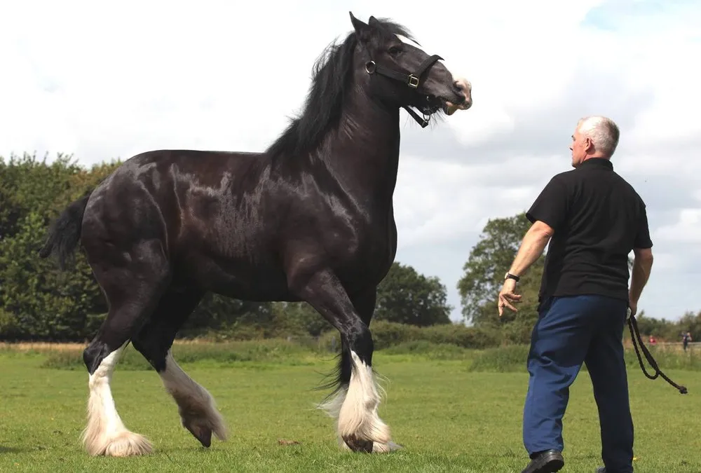 Wadworths Brewery Shire Horses Start Their Annual Fortnight Holiday