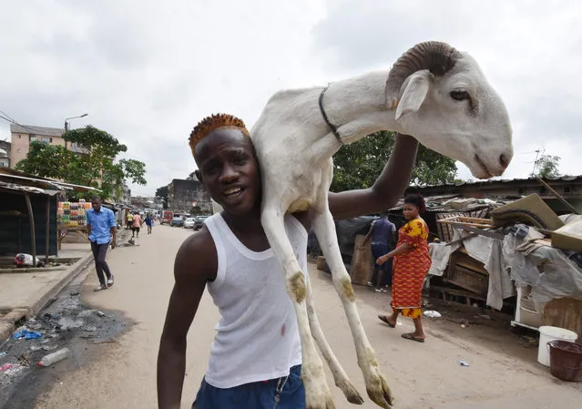 A man carries a sheep during the Eid al- Adha celebrations in the Adjame district of Abidjan on September 1, 2017. Muslims across the world are preparing to celebrate the annual holiday of Eid al- Adha, or the Festival of Sacrifice, by visiting the tombs of their loved ones and slaughtering sheep, goats, cows and camels, marking the end of the Hajj pilgrimage to Mecca and in commemoration of Prophet Abraham' s readiness to sacrifice his son, Ismail, on God' s command. (Photo by Sia Kambou/AFP Photo)