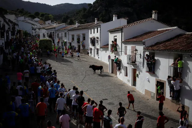 Runners watch a bull, named Argelino, during the “Toro de Cuerda” (Bull on Rope) festival at Plaza de Espana square in Grazalema, southern Spain, July 18, 2016. (Photo by Jon Nazca/Reuters)