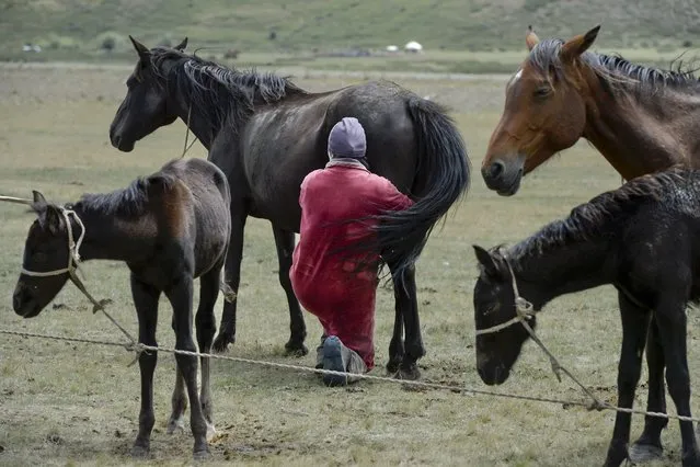 A Kyrgyz woman milks a horse in a mountain pasture in the Suusamyr Valley lies at 2500 meters above sea level in Kyrgyzstan's Tian Shan mountains 170 kilometres (100 miles) south of the capital Bishkek, Wednesday, August 10, 2022. The milk is used to make kumis, a fermented drink popular in Central Asia that proponents say has health benefits. The grass and herbs lend flavor to the milk that locals draw from the mares in the fields where they graze. The milk then is left to ferment, or sometimes churned to promote fermentation, until it becomes mildly alcoholic. (Photo by Vladimir Voronin/AP Photo)