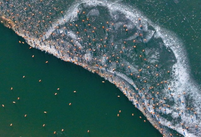 In Hohhot, China, on December 5, 2024, a photo shows migrating birds at Qiandao Lake in Inner Mongolia, China. (Photo by Costfoto/NurPhoto/Rex Features/Shutterstock)