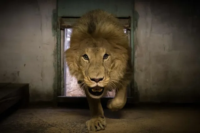A lion in being returned to his Zoo in Teste-de-Buch, southwestern France on August 3, 2022, following their evacuation during the recent wildfires in the area. The wildfires which started on July 12, 2022, devoured nearly 21,000 hectares of forest in 12 days in Landiras and La Teste-de-Buch on the Arcachon basin (Photo by Philippe Lopez/AFP Photo)