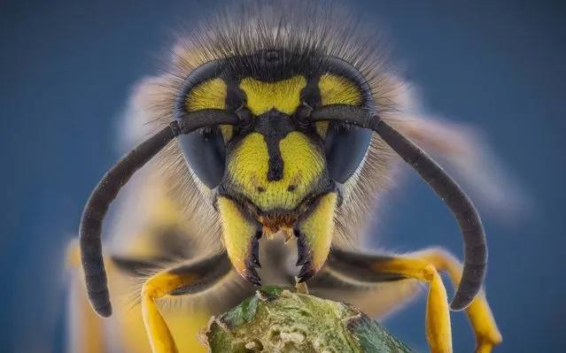 Wasp. (Photo by Kutub Uddin/Caters News)