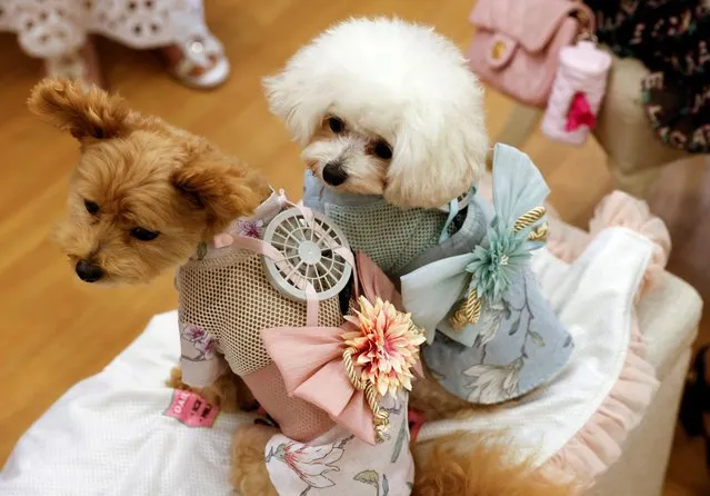A 9-y-o female Pomeranian and Poodle Mix named Moco and 8-y-o female Poodle named Purin wear battery-powered fan outfits for pets, developed by Japanese maternity clothing maker “Sweet Mommy” in Tokyo, Japan on July 28, 2022. (Photo by Issei Kato/Reuters)