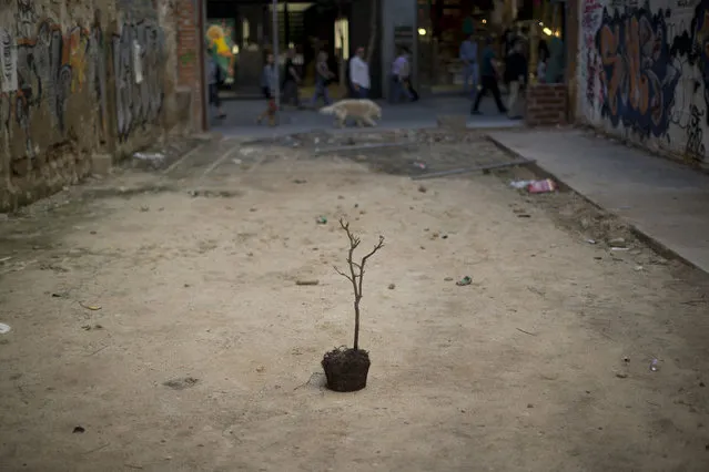 An abandoned small tree stands in a plot where a building was demolished years ago and remains empty nowadays, in Madrid, Wednesday, April 17, 2013. (Photo by Daniel Ochoa de Olza/AP Photo)