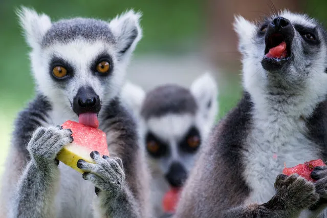 Lemurs eat watermelon to cool off as the city's highest temperatures remaining above 38 degrees Celsius (100 degrees Fahrenheit) for 10 days in Hangzhou, Zhejiang province, July 31, 2016. (Photo by Reuters/Stringer)