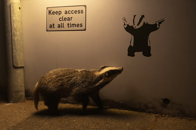 Undated handout photo issued by Natural History Museum of Eurasian badger appears to glance up at badger graffiti on a quiet road in St Leonards-on-Sea, England in “No Access” by Ian Wood (UK), which has been voted the winner of the Wildlife Photographer of the Year People's Choice Award 2024. Issue date: Wednesday February 5, 2025. (Photo by Ian Wood/Wildlife Photographer of the Year/PA Wire)