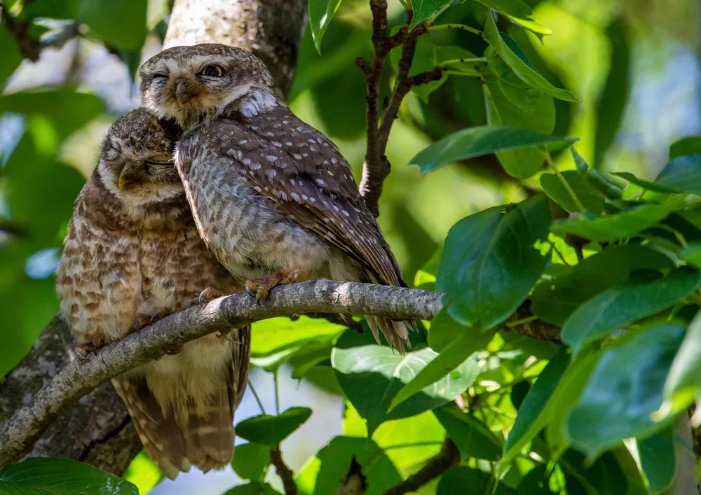 Some Photos: Birds