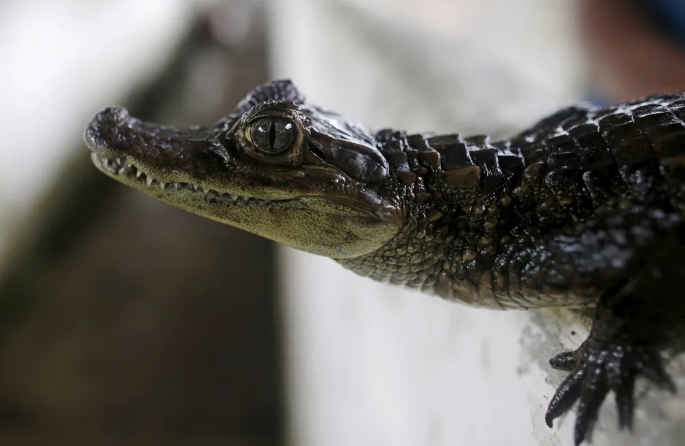 Panama's Crocodile Farm