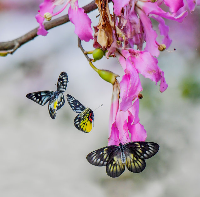 A butterfly feeds on blooming flowers in Nanning, Guangxi, China, on November 16, 2024. (Photo by Costfoto/NurPhoto/Rex Features/Shutterstock)