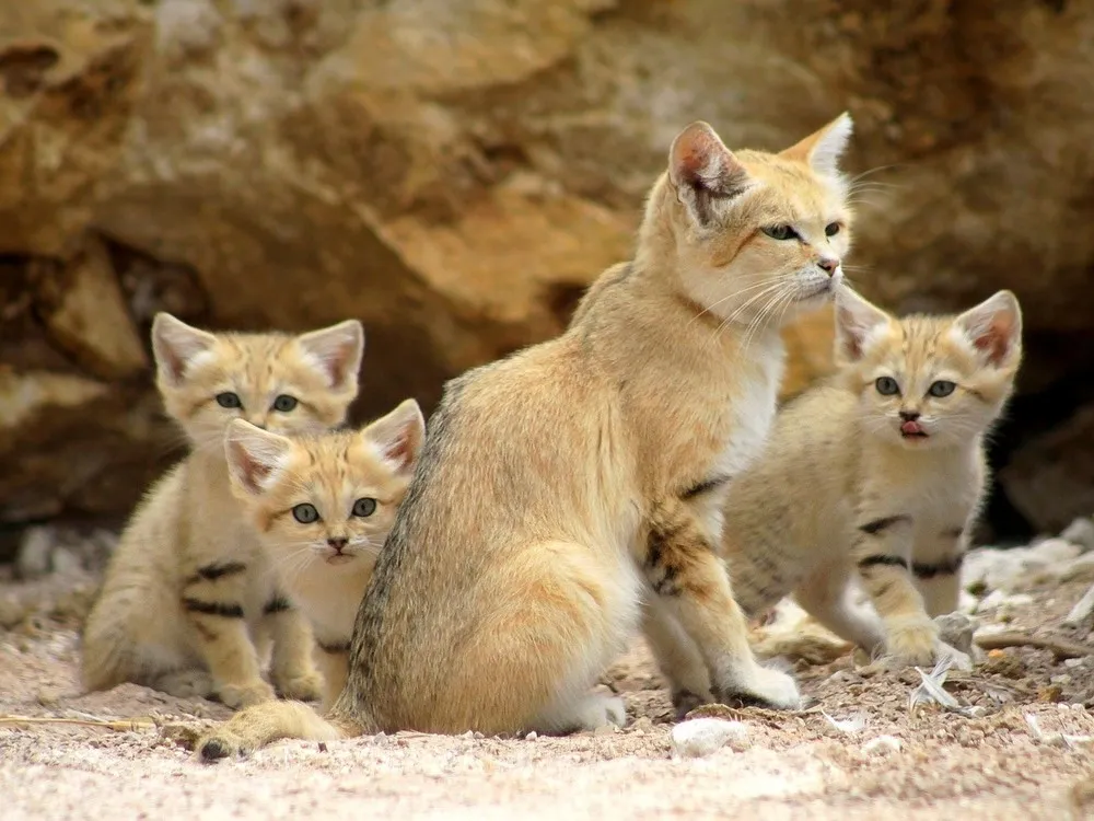Rare Sand Kittens in Park “Safari”
