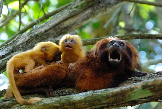 This undated photo provided by AMLD in June 2020 shows endangered golden lion tamarins which live in the wild only in Brazil's Atlantic rainforest. In the wake of the COVID-19 coronavirus pandemic, scientists monitoring the devastating impacts of yellow fever on golden lion tamarins are unable to work in closed forest reserves. (Photo by Andreia Martins/AMLD via AP Photo)
