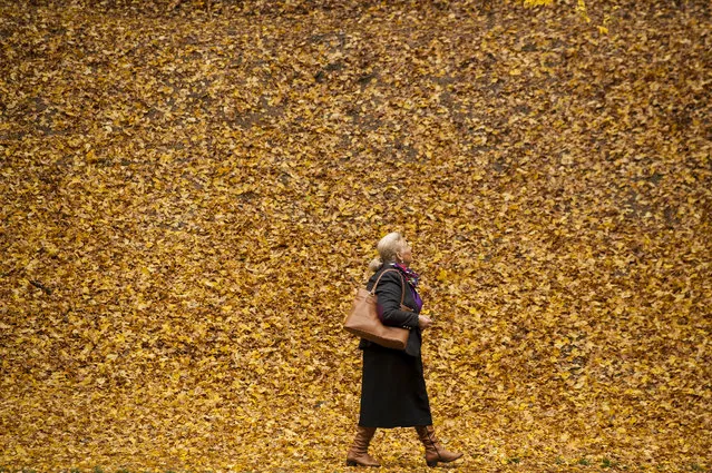 A woman walks through the park, covered of fallen yellow leaves, near Pristina, on October 23, 2017. (Photo by Armend Nimani/AFP Photo)
