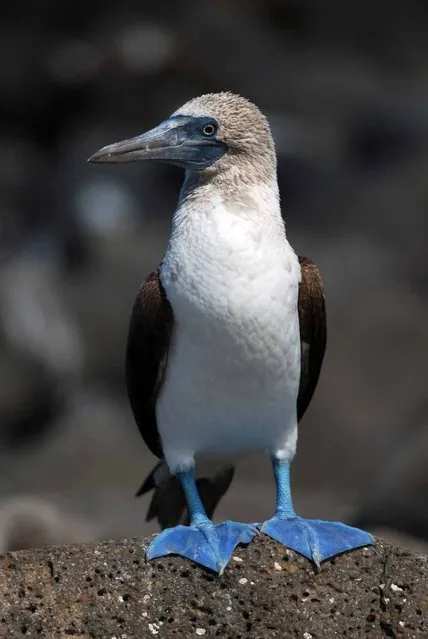 Blue-Footed Booby