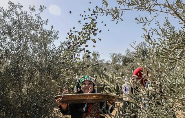 Palestinian farmers and activists pick olives during harvest season at a grove in Khan Yunis in the southern Gaza Strip, on October 16, 2022. (Photo by Said Khatib/AFP Photo)