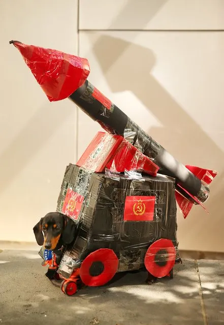 Xena, dressed as a nuclear missile poses during the Hophaus Southgate Inaugural Best Dressed Dachshund on September 19, 2015 in Melbourne, Australia. (Photo by Scott Barbour/Getty Images)