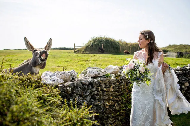 A donkey photobombs a bride on her wedding day. (Photo by Caters News Agency)