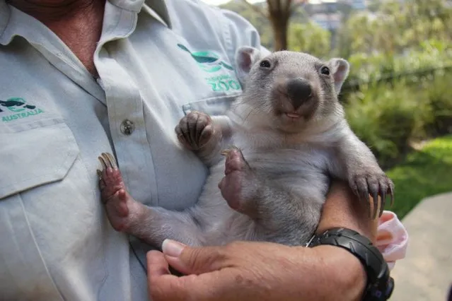 An undated handout picture made available by the Taronga Zoo on 10 October 2014 shows orphaned wombat joey named “Chloe”, whose mother was struck and killed on a road near Jenolan Caves in the New South Wales Central Tablelands, at the Taronga Zoo in Sydney, Australia. Taronga Keeper, Evelyn Weston, has taken on the role of surrogate mum to the six-month-old joey, carrying a makeshift pouch and stopping work for bottle feeds every five hours. (Photo by EPA/Taronga Zoo)