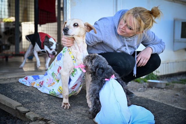Stephanie Lisicki, a former veterinary assistant and founder of the “Suzi Handicap” animal shelter and care centre, tends to disabled dogs in Montreuil-au-Houlme on March 18, 2025. The shelter, set up on nine hectares of land 11 years ago, is one of a kind. The vast majority of the 320 or so disabled animals in the refuge have been mistreated or even tortured. (Photo by Lou Benoist/AFP Photo)