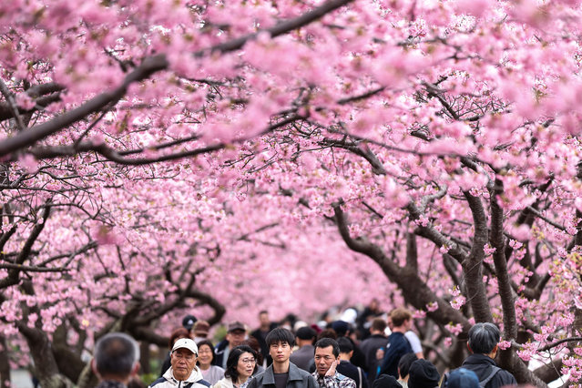 People walk under the bloom Kawazu zakura cherry trees on March 02, 2025 in Kawazu, Japan. In the small town on the east coast of the Izu Peninsula, a type of cherry blossom that begins to flower two months earlier than the normal type of cherry will be in full bloom in March. (Photo by Takashi Aoyama/Getty Images)