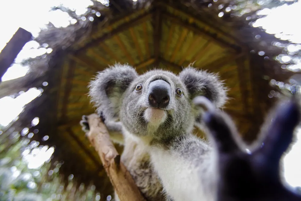 The Week in Pictures: Animals, October 11 – October 18, 2014