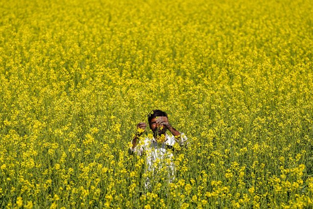 A farmer checks mustard flowers in a field on the outskirts of Ajmer, India on December 15, 2024. (Photo by Himanshu Sharma/AFP Photo)