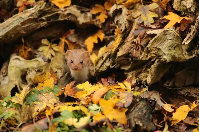 British autumn season winner: Robert E. Fuller, “Common weasel”, North Yorkshire, England. (Photo by Robert E. Fuller/British Wildlife Photography Awards 2016)