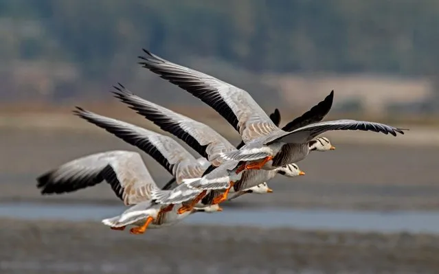 Four geese fly in an remarkably close formation, creating the illusion that they are a giant 8 winged creature. The bar head geese were flying around a wetland in search of food. The unusual image was captured by Joydeep Mazumder, 30, near Gajoldoba, India. (Photo by Joydeep Mazumder/Solent News)