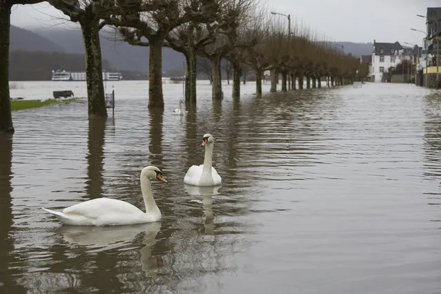 Swans swim in a flooded street near river Rhine, in  Leutesdorf, western Germany, Thursday, January 4, 2018. Heavy rainfall in recent days has increased the risk of flooding in western Germany. German news agency dpa reported Thursday that the Moselle river was closed to all shipping, with water levels 4 meters (13 feet) higher than usual. Along the lower reaches of the Rhine, water levels were predicted to continue to rise until Friday. (Photo by Thomas Frey/DPA via AP Photo)