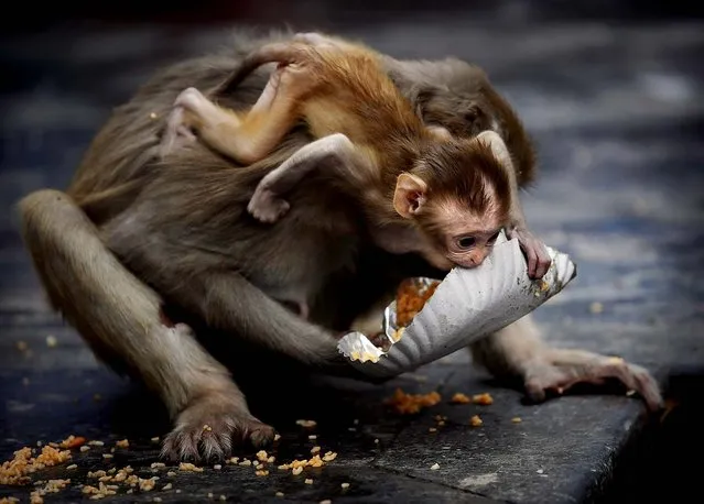 A young Rhesus macaque monkey crawls over its mothers head as it tries to take a plate of food left by a Hindu worshipper outside the Hanuman Mandir, or the Monkey God Temple, in New Delhi, India. (Photo by Kevin Frayer/Associated Press)