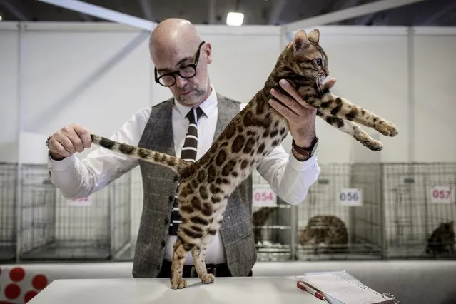 A man evaluates a Bengal cat during the Paris Animal Show on January 14, 2018 in Paris, France. (Photo by Philippe Lopez/AFP Photo)