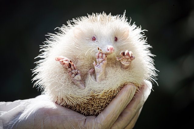 Jack Frost, an ultra rare albino Hedgehog, that has been rescued by Prickly Pigs Hedgehog Rescue in Otley, West Yorkshire on August 23, 2020. (Photo by Danny Lawson/PA Images via Getty Images)