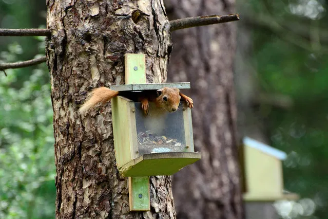 'There's no nuts left'.  A squirrel in a feeding box. (Photo by John Brown/Comedy Wildlife Photography Awards/Mercury Press)