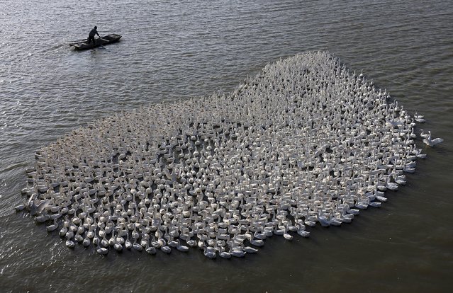 A farmer paddles his boat as he herds a flock of geese on a wetland area in Jinhu county, Jiangsu province, China, October 10, 2015. (Photo by Reuters/Stringer)
