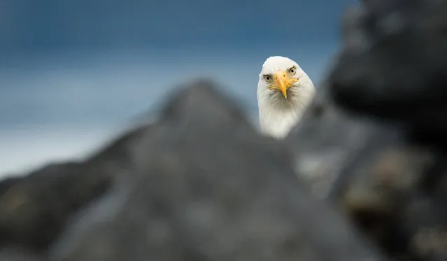 An inquisitive bald eagle pictured by Will Saunders for the Comedy Wildlife Photo Awards 2016, Cordova, Alaska. (Photo by Will Saunders/Barcroft Images/Comedy Wildlife Photo Awards)